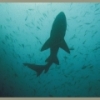 shark diving in cape town